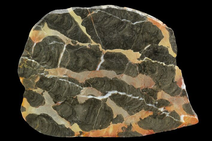 Polished Linella Avis Stromatolite Slab - Million Years #129156